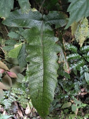 Stegnogramma wilfordii