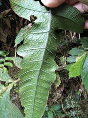 Stegnogramma wilfordii
