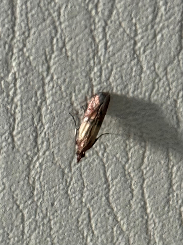 Indian-Meal Moth