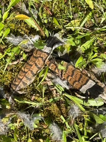 Ruffed Grouse observed by alvarojaramillo