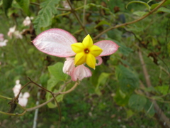 Mussaenda erythrophylla