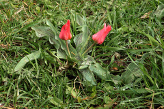 Tulipa greigii