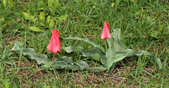 Tulipa greigii