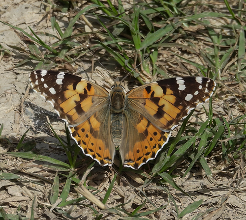 Painted Lady