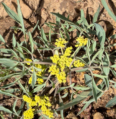 Lomatium triternatum, photograph (c) James H. Thomas, some rights reserved (CC BY)