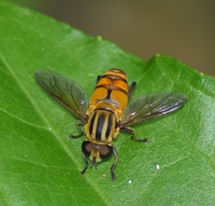 Mesembrius bengalensis