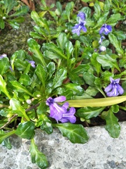 Ajuga pygmaea
