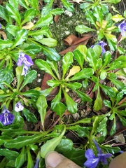 Ajuga pygmaea