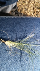 Stipagrostis ciliata capensis