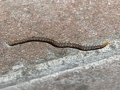 Luminous Centipede, Westbeemster, Kerkplein (belbushalte), 1464 NG Middenbeemster, Nederland, photo 9 of 10