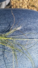 Stipagrostis ciliata capensis