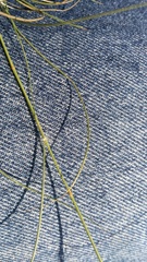 Stipagrostis ciliata capensis