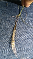 Stipagrostis ciliata capensis