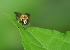 Mesembrius bengalensis