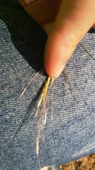 Stipagrostis ciliata capensis