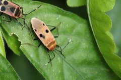 Physopelta quadriguttata