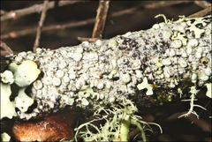 Pertusaria pertractata