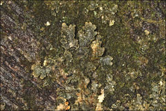 Pseudocyphellaria neglecta
