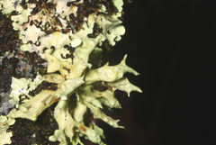 Ramalina inflata