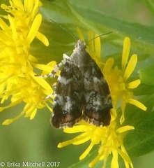 Choreutis diana