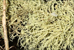 Usnea scabrida