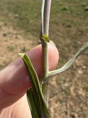 (c) James H. Thomas, some rights reserved (CC BY) Boechera sparsiflora, photograph (c) James H. Thomas, some rights reserved (CC BY)