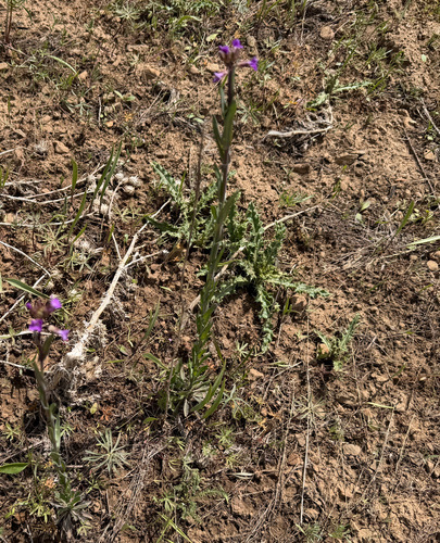 Boechera sparsiflora, photograph 2