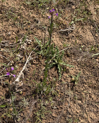 (c) James H. Thomas, some rights reserved (CC BY) Boechera sparsiflora, photograph (c) James H. Thomas, some rights reserved (CC BY)