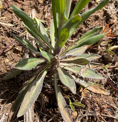 Boechera sparsiflora