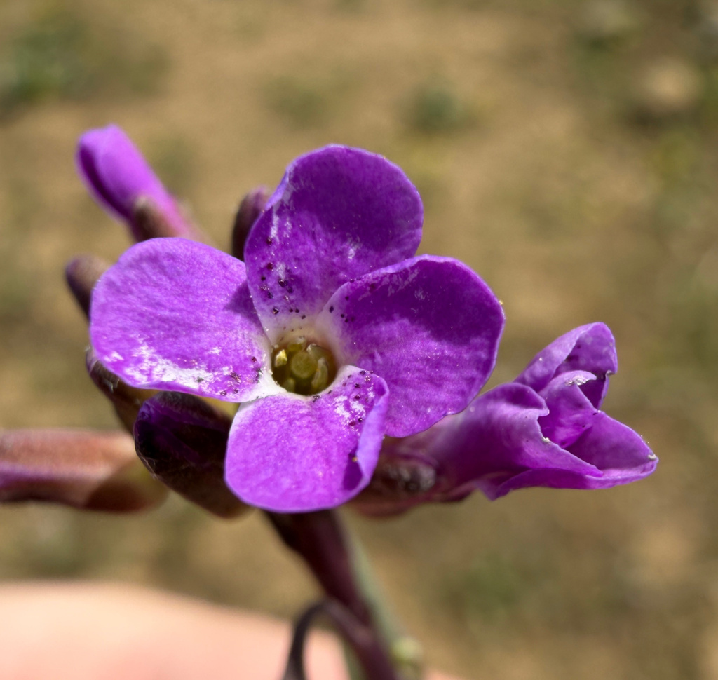 Boechera sparsiflora; photograph (c) James H. Thomas, some rights reserved (CC BY)