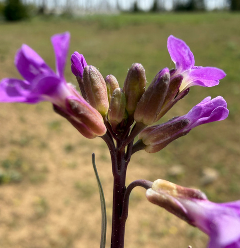 Boechera sparsiflora, photograph 4