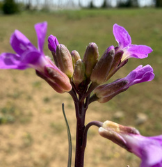 (c) James H. Thomas, some rights reserved (CC BY) Boechera sparsiflora, photograph (c) James H. Thomas, some rights reserved (CC BY)