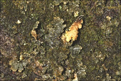 Pseudocyphellaria neglecta