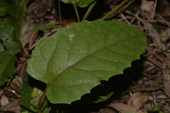 Cissus antarctica
