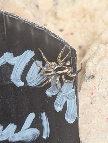 Pantropical Jumping Spider