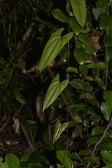 Dioscorea transversa