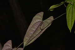 Dioscorea transversa