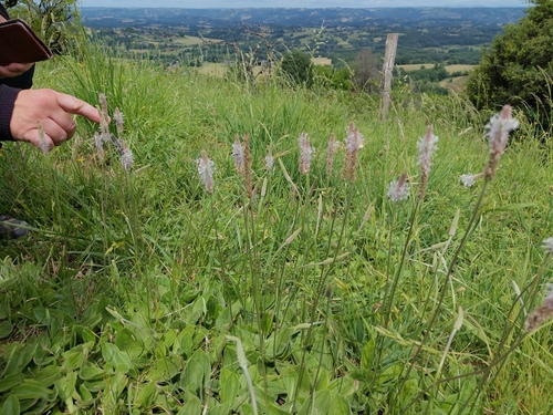 Hoary Plantain