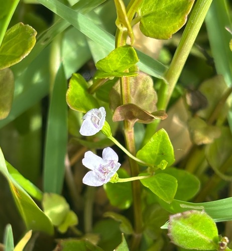 Clinopodium brownei, photograph 5