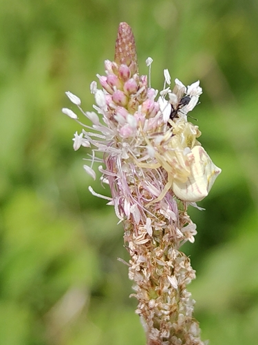 Heather crab spider