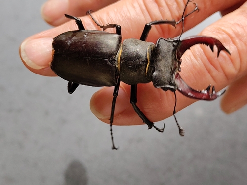 European Stag Beetle