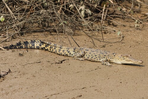 Saltwater crocodile