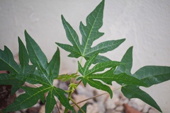 Cnidoscolus aconitifolius