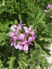 Pelargonium graveolens