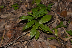 Eupomatia bennettii