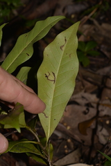 Eupomatia bennettii