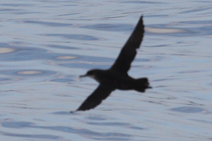 Puffinus mauretanicus