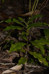 Eupomatia bennettii