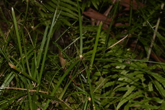 Cyperus filipes