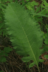 Klasea centauroides komarovii